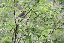 Arctic Warbler