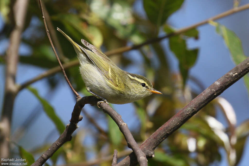 Blyth's Leaf Warbleradult, identification