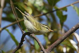 Blyth's Leaf Warbler