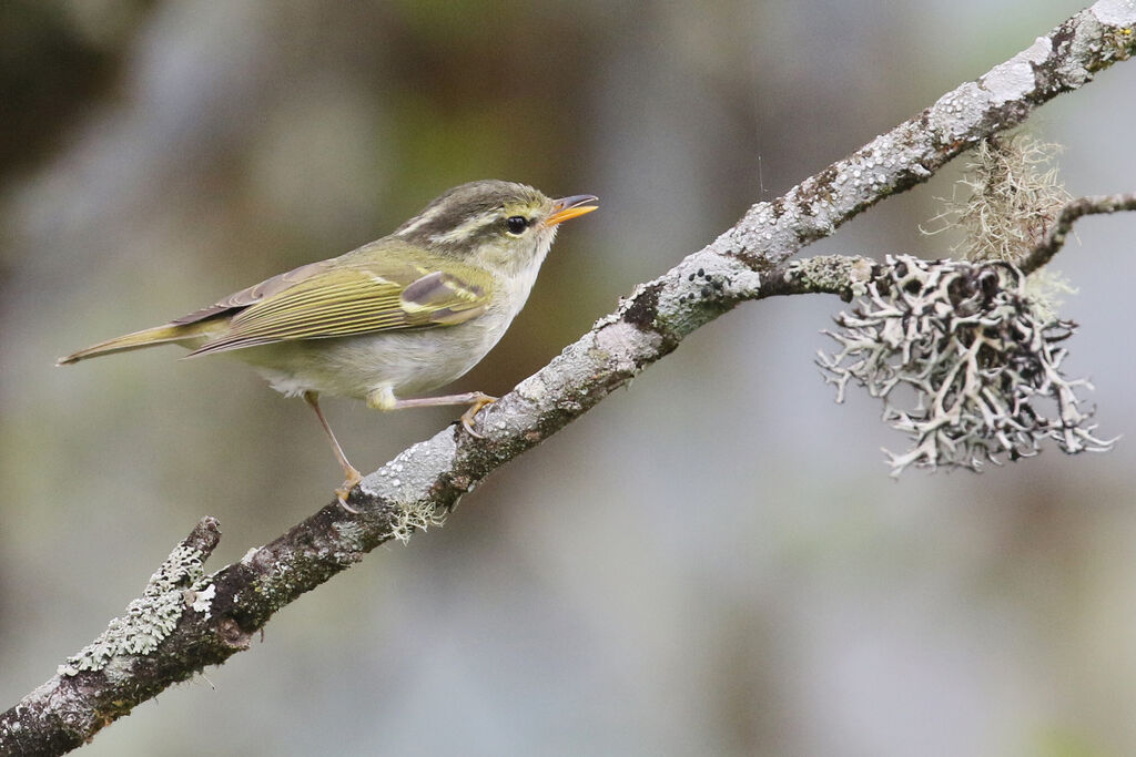 Blyth's Leaf Warbleradult