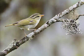 Blyth's Leaf Warbler