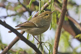 Brooks's Leaf Warbler