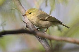 Brooks's Leaf Warbler