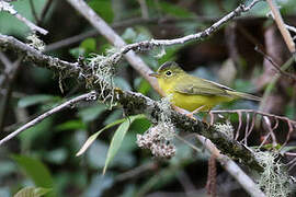 Green-crowned Warbler