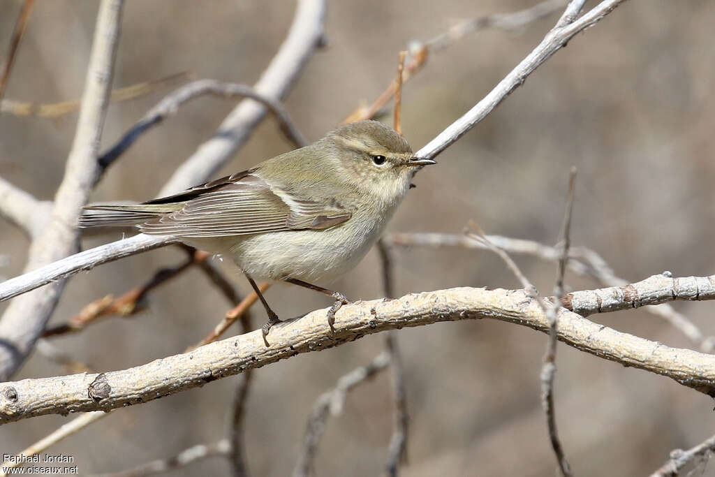 Hume's Leaf Warbleradult breeding, identification