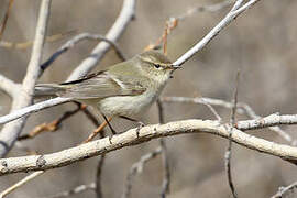 Hume's Leaf Warbler