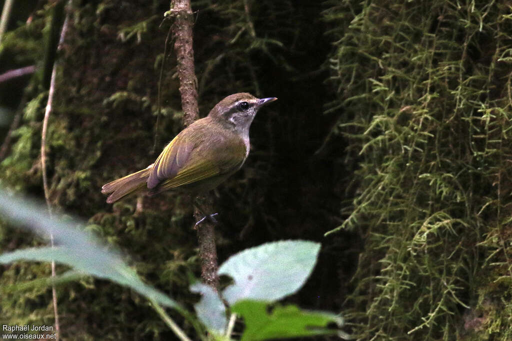 Pouillot de l'Ougandaadulte, identification