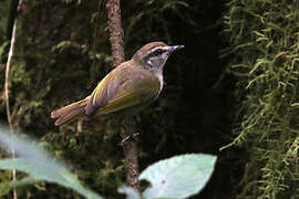 Uganda Woodland Warbler