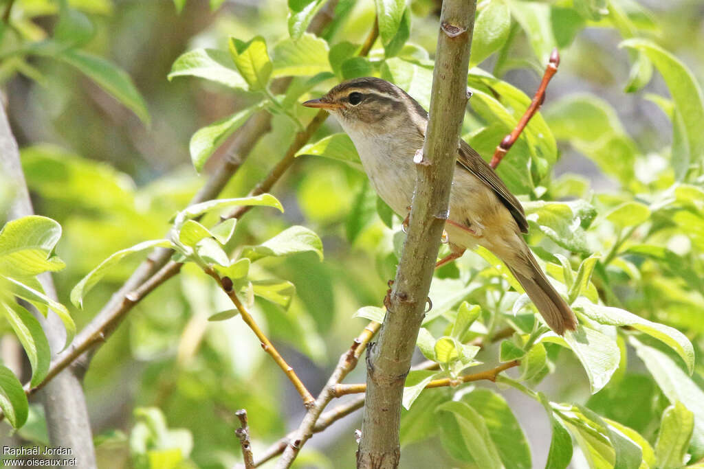 Radde's Warbleradult, habitat, pigmentation