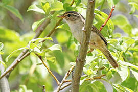 Radde's Warbler