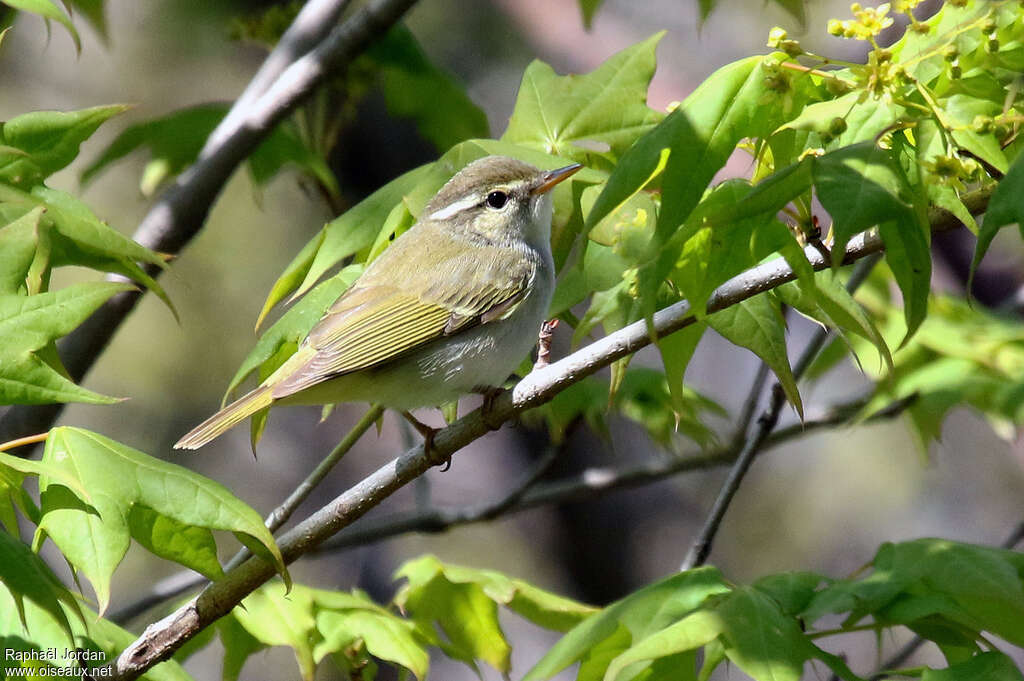 Pouillot de Temminckadulte, identification