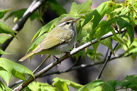 Eastern Crowned Warbler