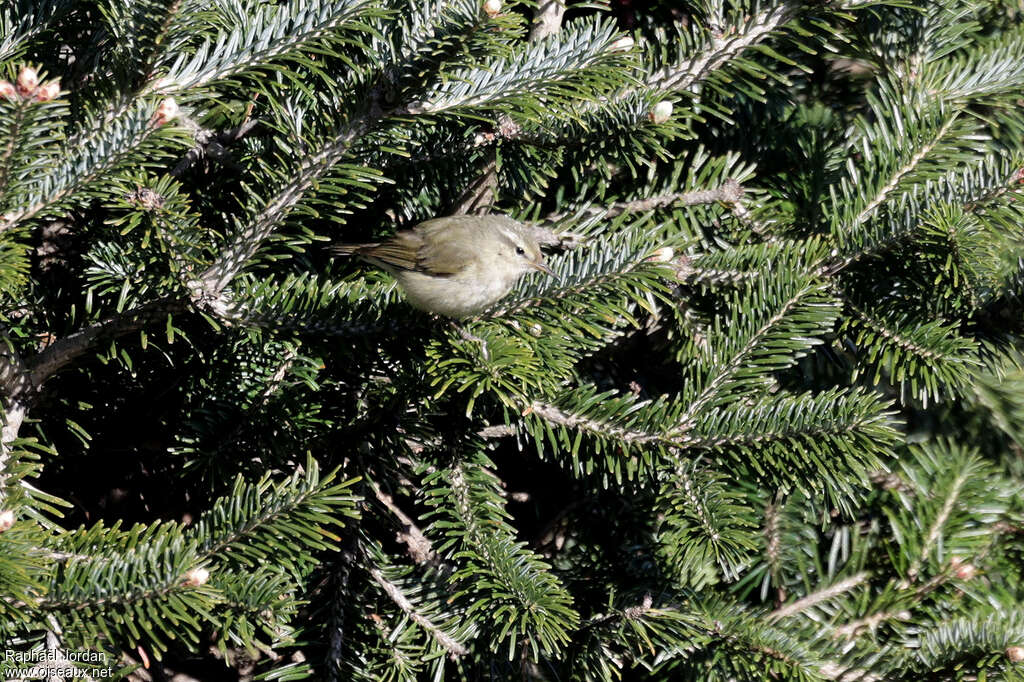 Tytler's Leaf Warbler