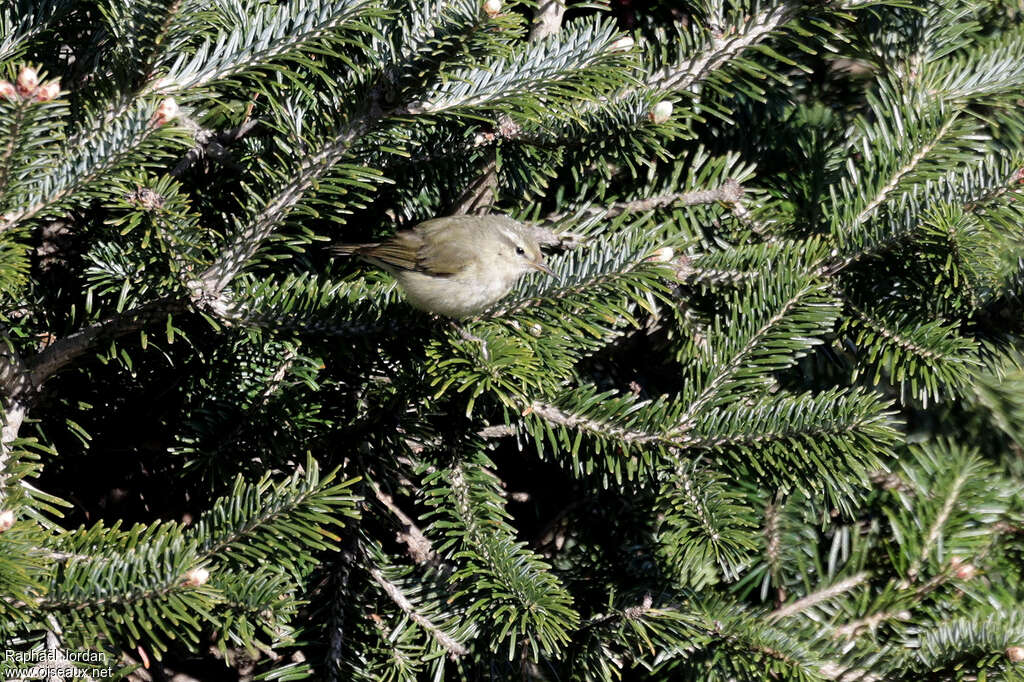 Tytler's Leaf Warbler