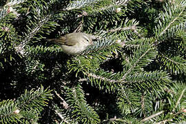 Tytler's Leaf Warbler