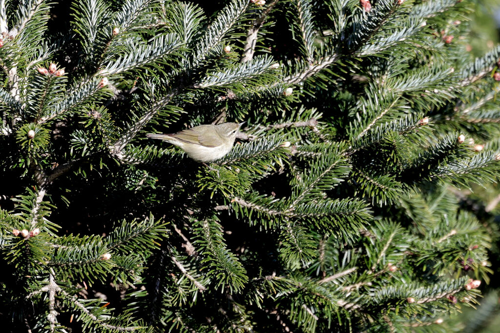 Tytler's Leaf Warbler