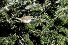 Tytler's Leaf Warbler