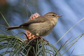 Canary Islands Chiffchaff