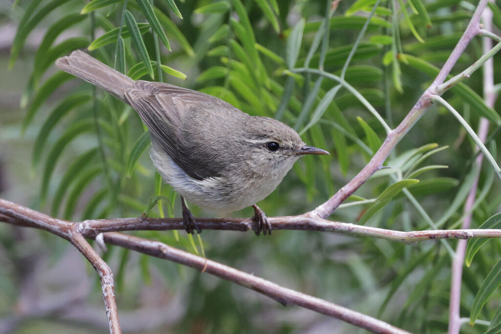 Canary Islands Chiffchaff