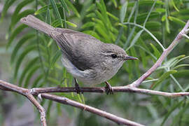 Canary Islands Chiffchaff