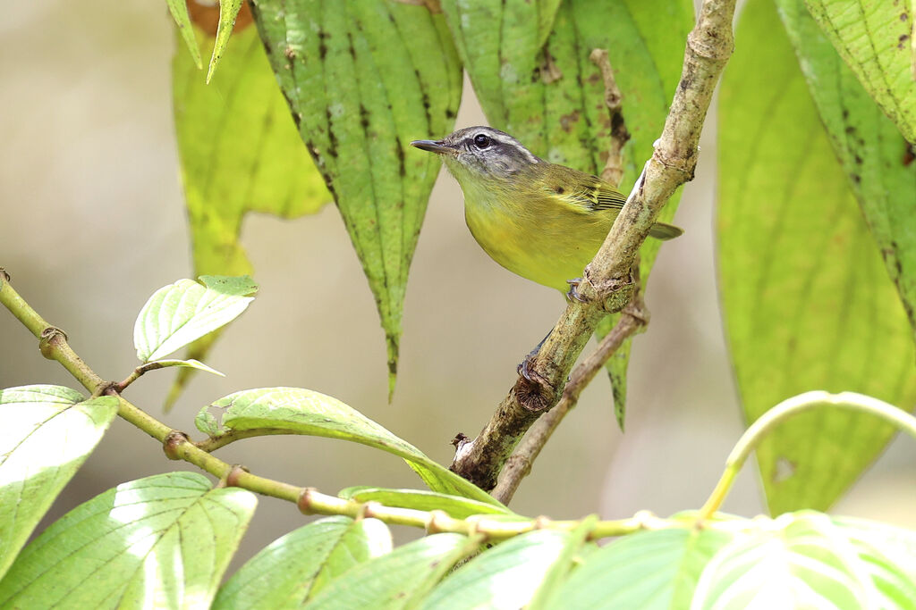 Island Leaf Warbler