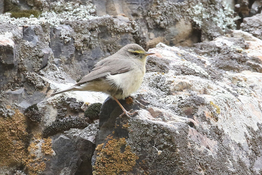 Sulphur-bellied Warbleradult breeding