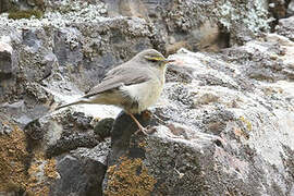 Sulphur-bellied Warbler