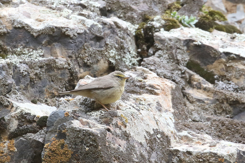 Pouillot griséoleadulte nuptial