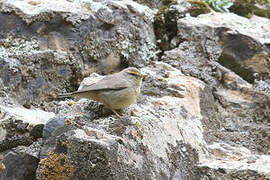 Sulphur-bellied Warbler