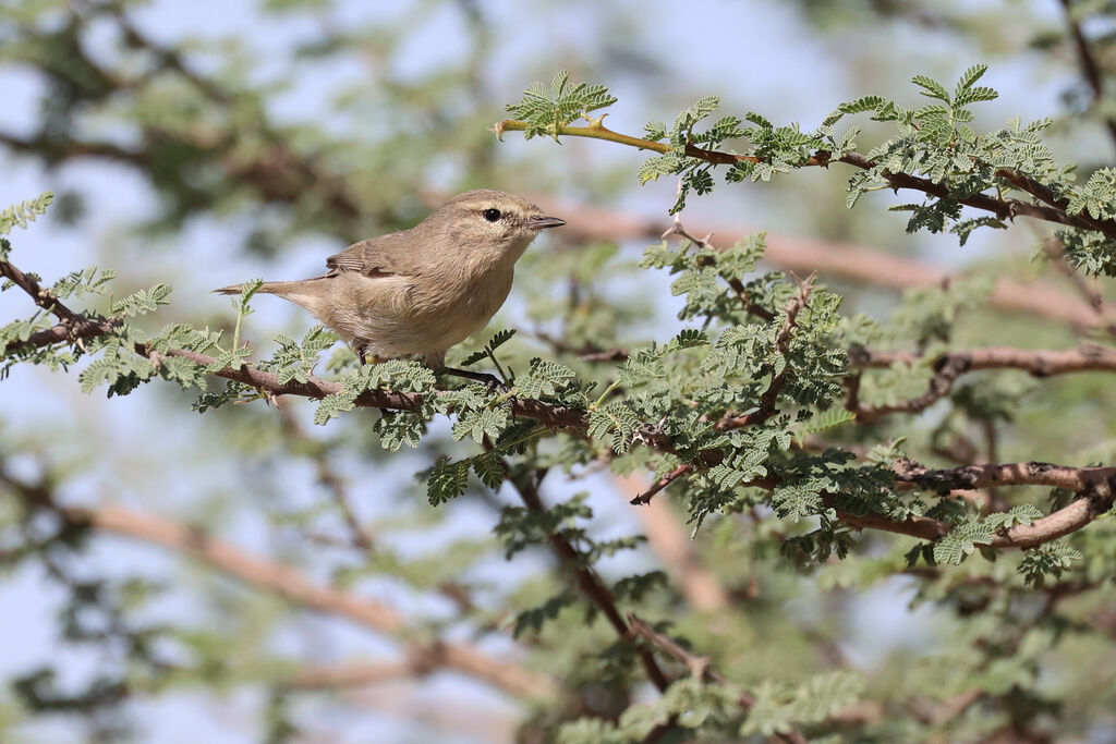 Plain Leaf Warbler