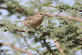 Plain Leaf Warbler