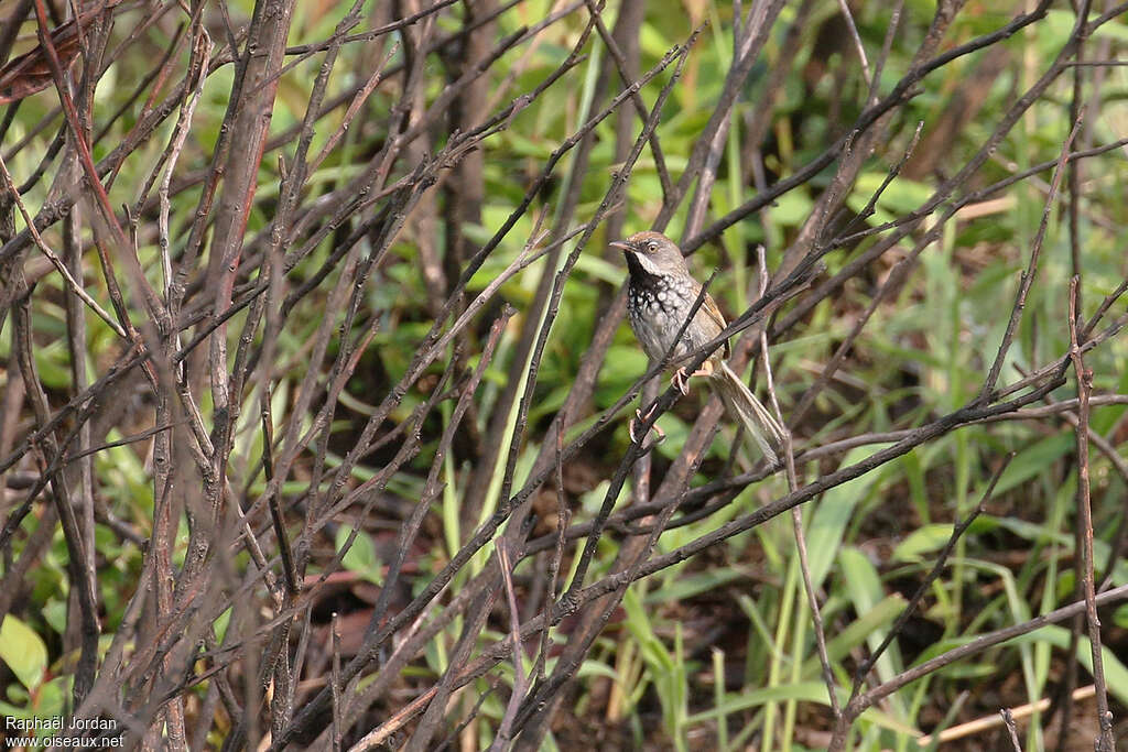 Prinia à calotte rousseadulte