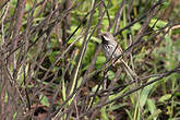 Prinia à calotte rousse