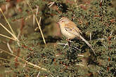 Prinia à front écailleux