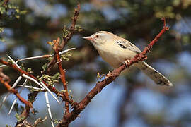 Cricket Warbler