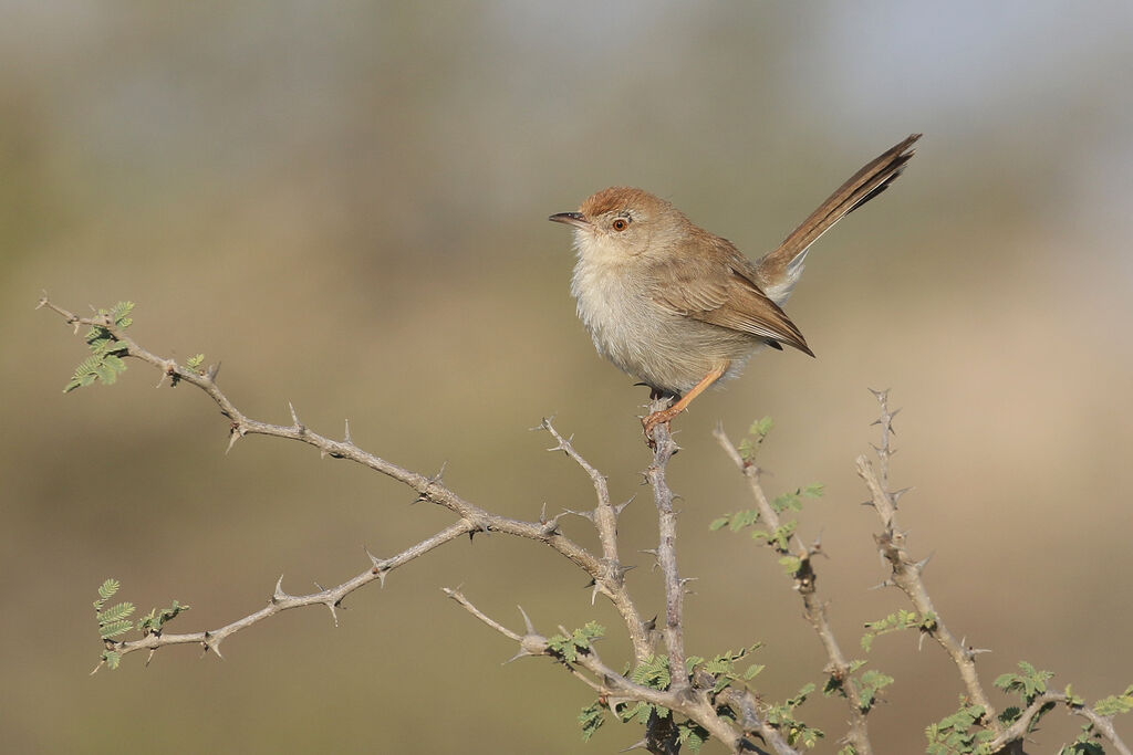 Rufous-fronted Priniaadult