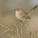 Prinia à front roux