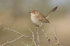 Prinia à front roux