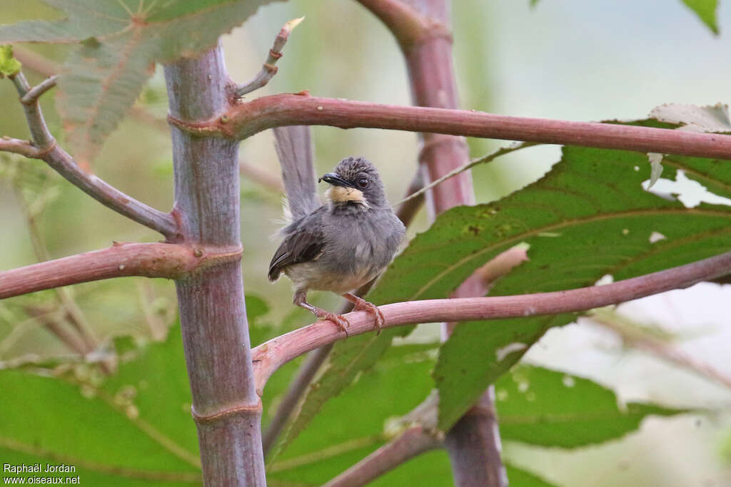 Prinia à gorge blancheadulte, Nidification