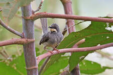 Prinia à gorge blanche