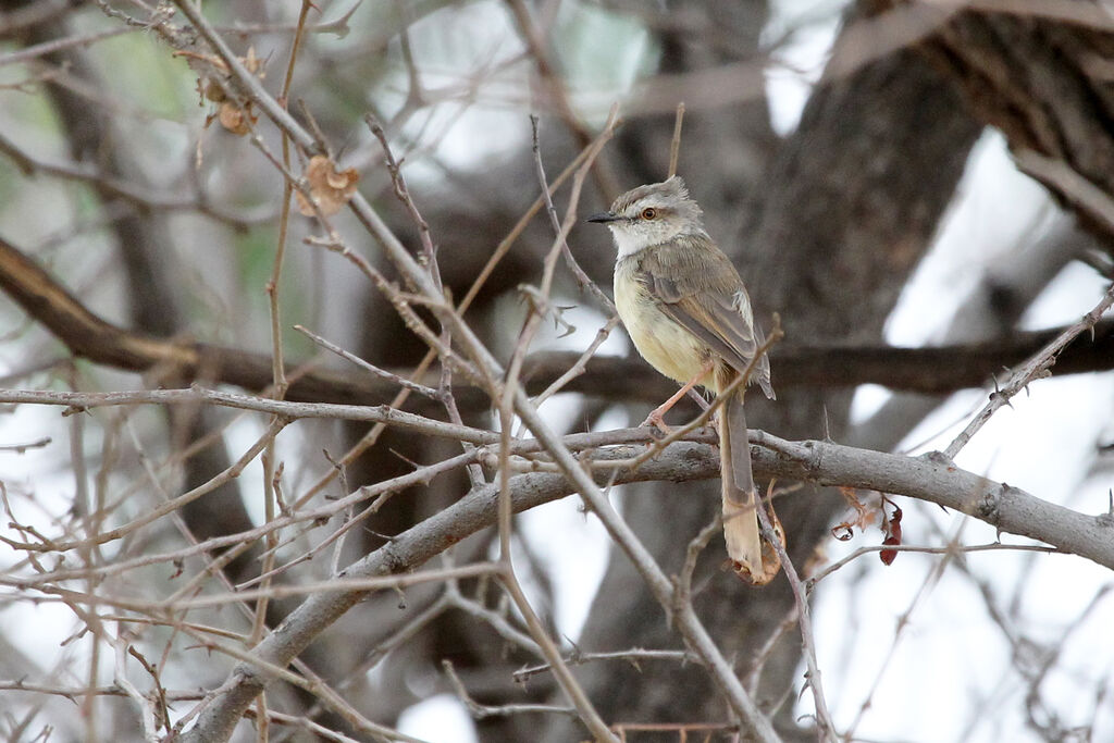 Black-chested Priniaadult post breeding