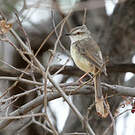 Prinia à plastron