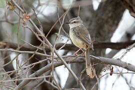 Black-chested Prinia