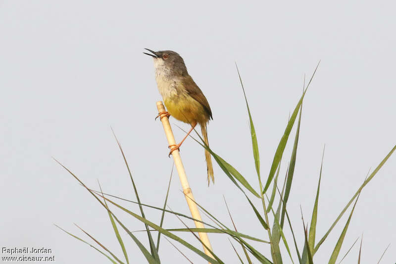 Yellow-bellied Prinia male adult breeding, identification, song