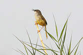 Prinia à ventre jaune