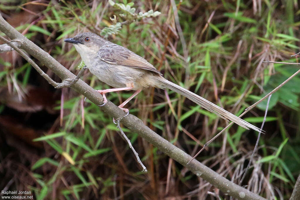 Himalayan Priniaadult, identification