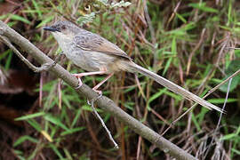 Striated Prinia