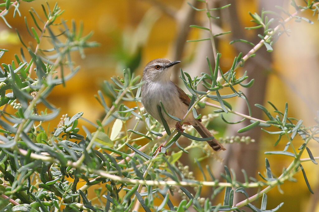 Prinia de Hodgsonadulte internuptial