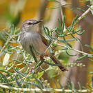 Prinia de Hodgson