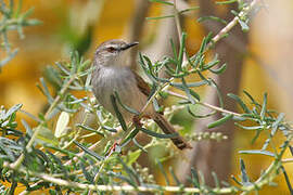 Prinia de Hodgson